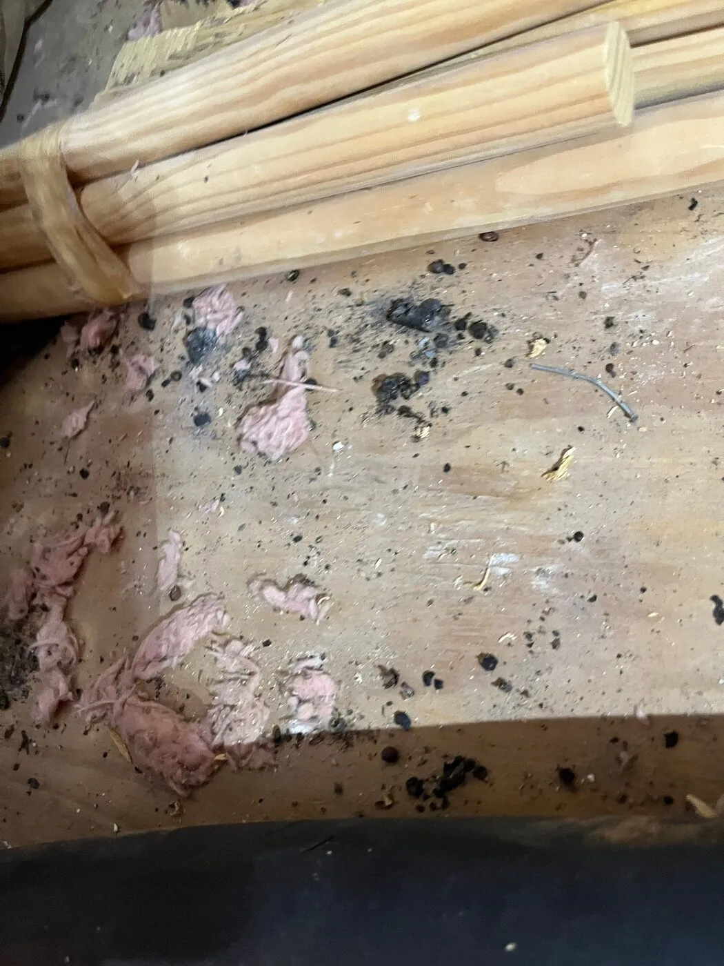 Old insulation with droppings and debris across the attic floor