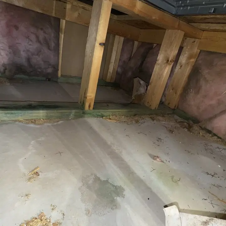 Old attic insulation, Central Texas