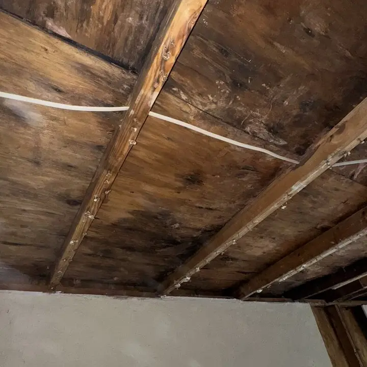 Microbial growth on attic rafters, Central Texas