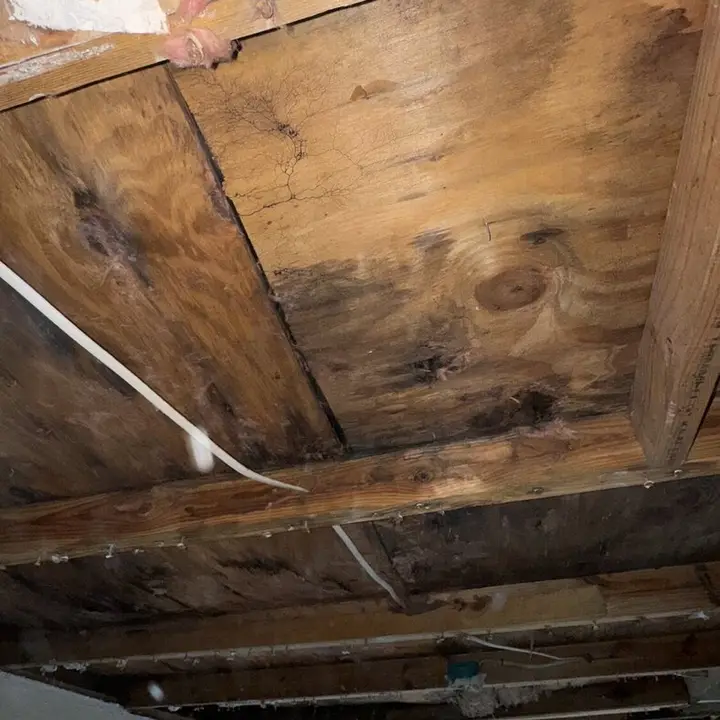 Attic rafters with microbial growth, Central Texas