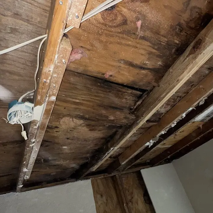 Rafters with microbial growth, close up, Central Texas