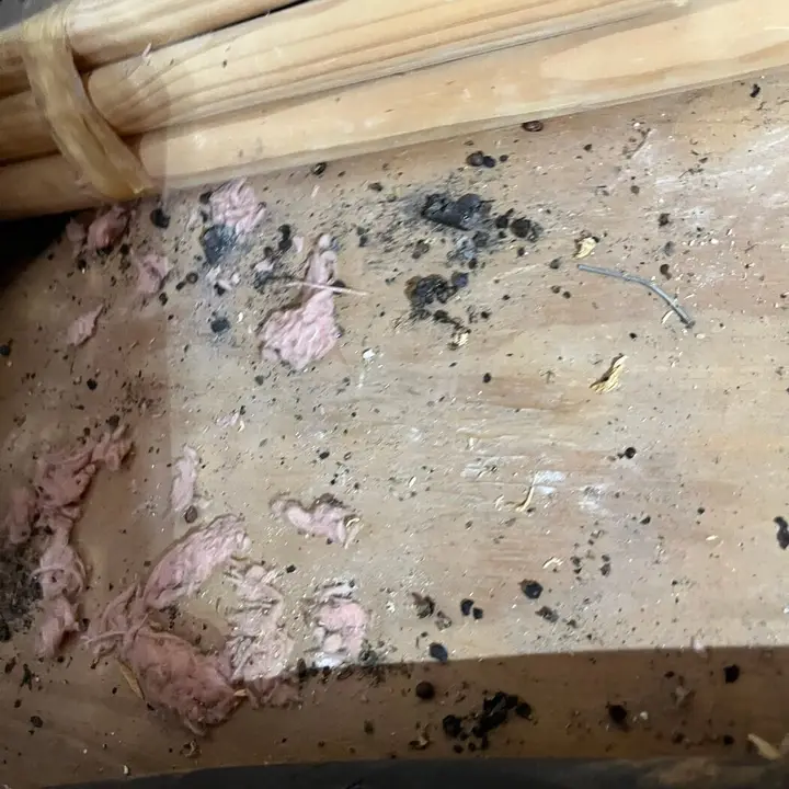 Debris on the attic floor, Central Texas