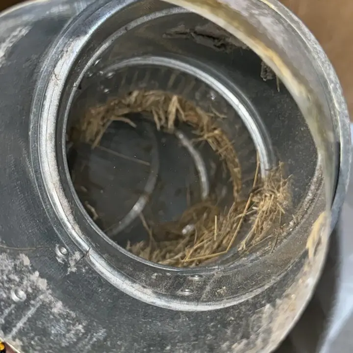 Nest inside a dryer duct, Central Texas